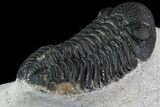 Bargain, Morocops Trilobite - Bumpy Shell #79846-4